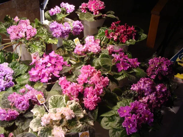 Çiçekli çeşitli renkte menekşeler.