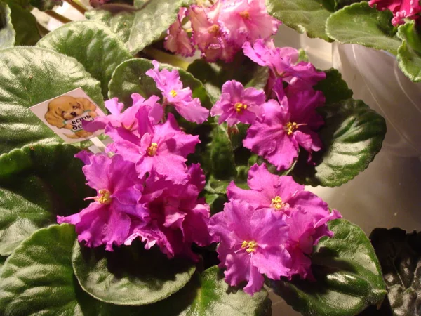 Çiçekli büyük mor menekşeler.