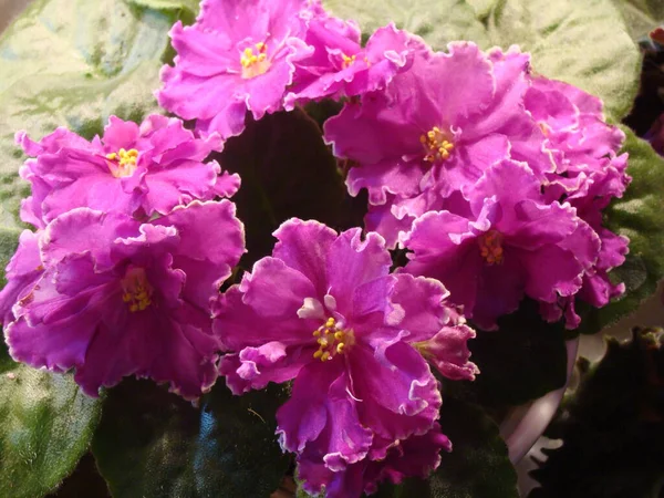 Büyük mor menekşeler, çiçeklerle çevrili beyaz menekşeler.