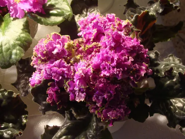 Beyaz çiçekli pembe menekşeler.