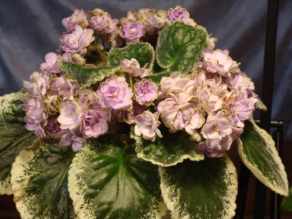 Light Purple Violets Blossom — Stock Photo, Image