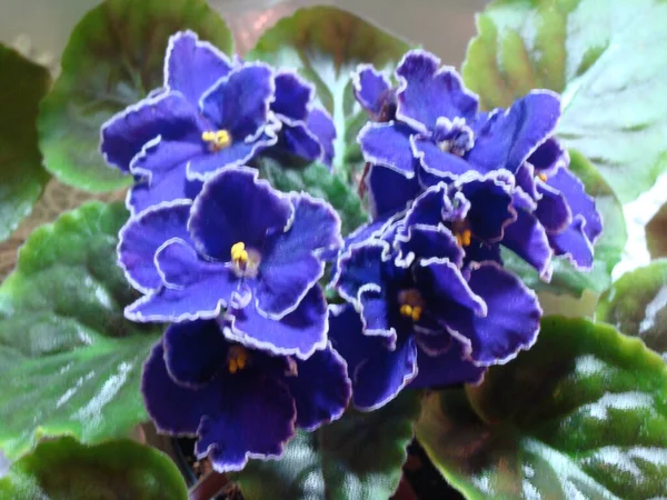 Large Blue Violets White Bordering Blossom — Stock Photo, Image