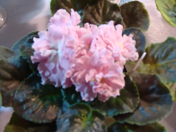 Çiçekli açık pembe menekşeler