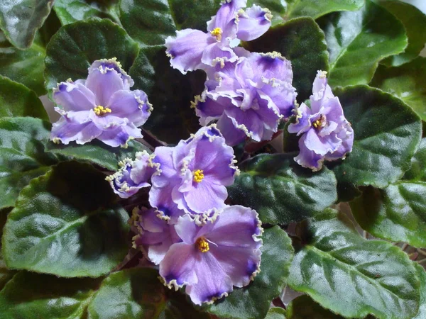 Light Purple Blue Violets Blossom — Stock Photo, Image