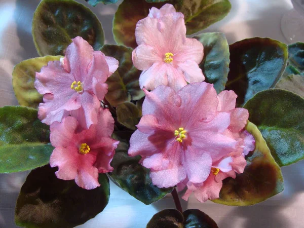 Geniş açık bordo menekşeler çiçek açıyor.