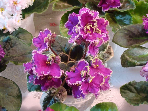 Violettes Violettes Avec Bordure Blanche Fleur — Photo