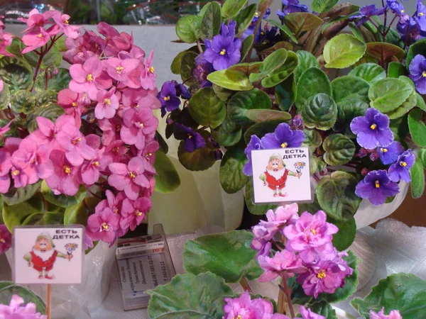 Çiçekli pembe ve mavi menekşeler