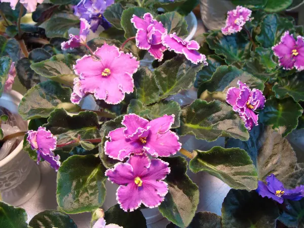 Mor menekşeler, çiçek açmış beyaz renkler.