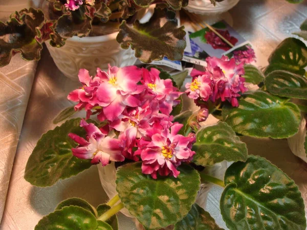 Beyaz ve bordo menekşeler çiçek açıyor.