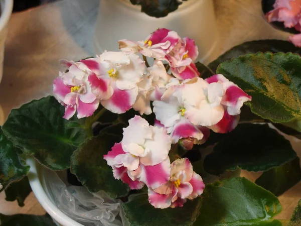 Beyaz ve bordo menekşeler çiçek açıyor.