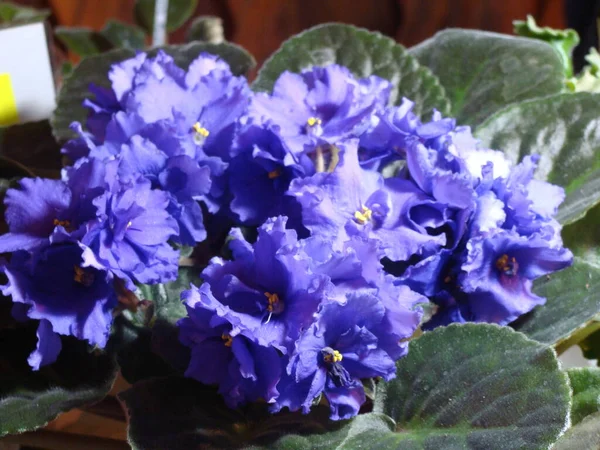 Blue Violets Blossom — Stock Photo, Image