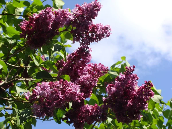 Güneşli bir günde çiçek açan mor leylak.