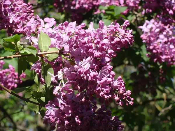 Güneşli bir günde çiçek açan mor leylak.