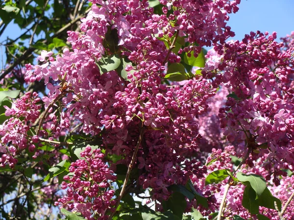 Güneşli bir günde çiçek açan mor leylak.