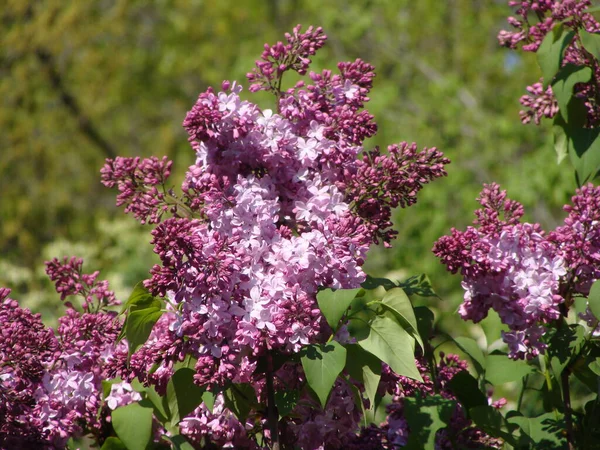 Güneşli bir günde çiçek açan mor ve beyaz leylak.