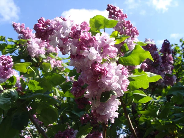 Güneşli bir günde çiçek açan mor ve beyaz leylak.
