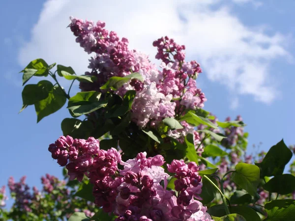 Güneşli bir günde çiçek açan mor ve beyaz leylak.
