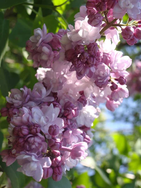 Güneşli bir günde çiçek açan mor ve beyaz leylak.