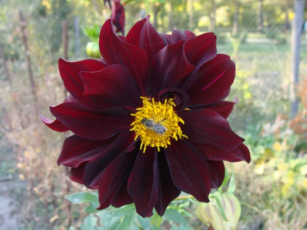 Tek bir koyu bordo kasımpatı üzerinde arı.