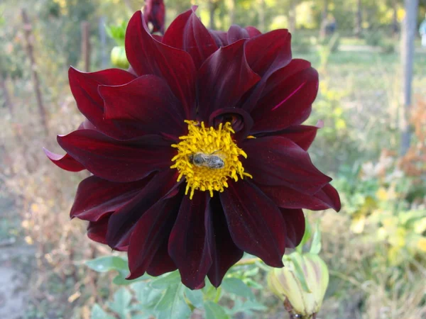 Tek bir koyu bordo kasımpatı üzerinde arı.