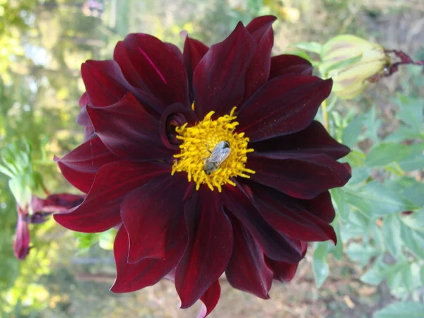 Tek bir koyu bordo kasımpatı üzerinde arı.