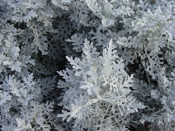 Artemisia Stelleriana çalı yetiştiriyor