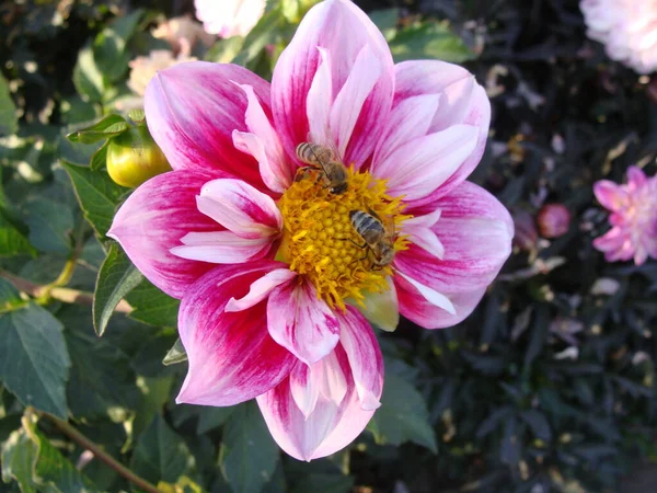 Mor ve beyaz kasımpatı çiçeğinin üzerinde iki arı.