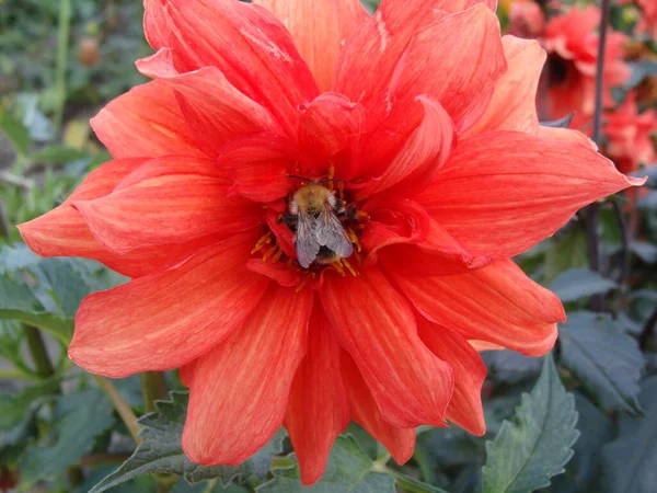 Tek bir ışıktaki arı kırmızı kasımpatı