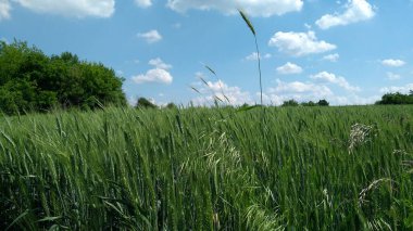Açık bir yaz gününde buğday tarlaları