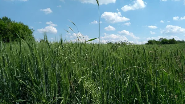 Açık bir yaz gününde buğday tarlaları