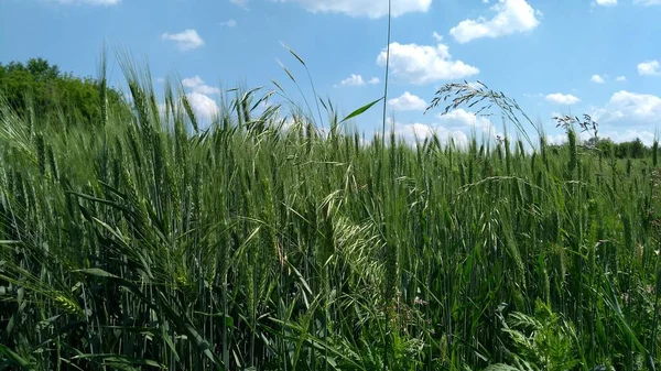 Açık bir yaz gününde buğday tarlaları