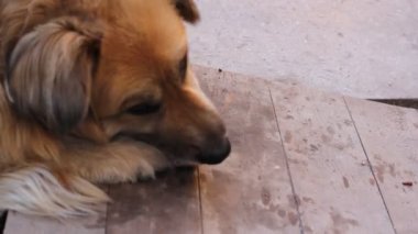 Mutlu bir kırmızı tüylü köpek portresi.
