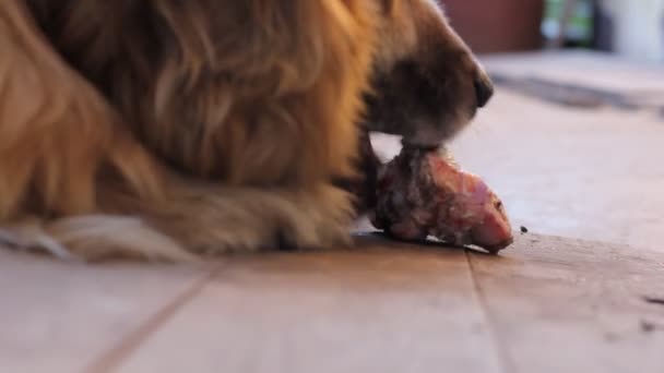Πορτρέτο Του Ένα Χαρούμενο Κόκκινο Δασύτριχο Σκυλί — Αρχείο Βίντεο