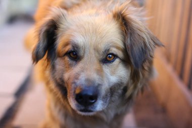 Mutlu bir kırmızı tüylü köpek portresi.