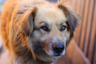 Mutlu bir kırmızı tüylü köpek portresi.