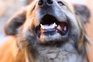 Mutlu bir kırmızı tüylü köpek portresi.