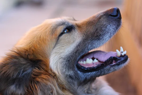 Портрет Счастливой Рыжей Собаки — стоковое фото