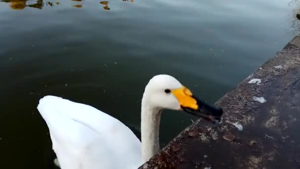 White Swan Close — Stock Video
