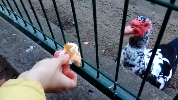 Menina Jovem Alimentando Pato Cogumelos — Vídeo de Stock