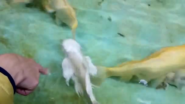 Foule Nombreux Poissons Eau Douce Affamés Comme Poisson Chat — Video