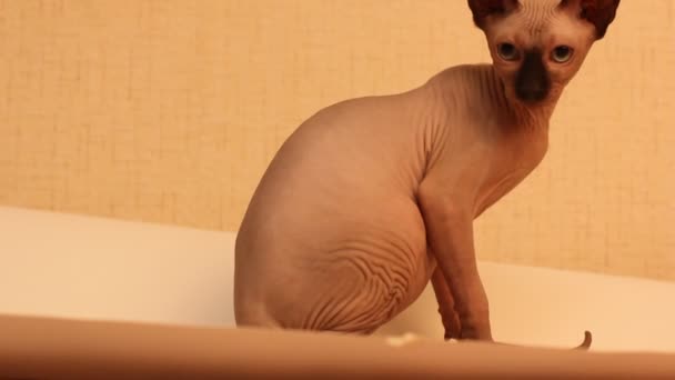 Lustige Sphinx Katze Spielt Mit Weißem Papierhintergrund — Stockvideo