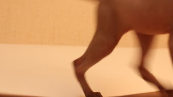 Funny Sphinx Gato Playng Con Fondo Papel Blanco — Vídeo de stock