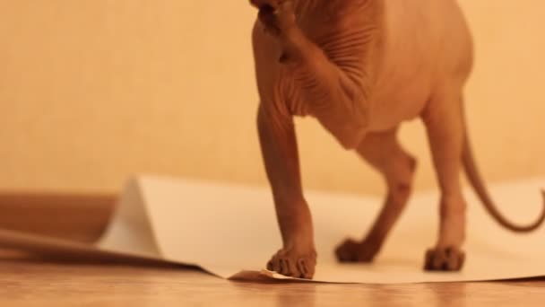 Funny Sphinx Cat Playng White Paper Background — Stock Video