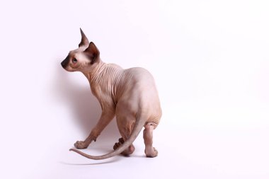 Beyaz arka plan üzerinde oynarken komik Sfenks yavru kedi. 