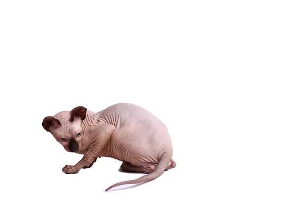 Divertido Gatito Esfinge Jugando Sobre Fondo Blanco — Foto de Stock