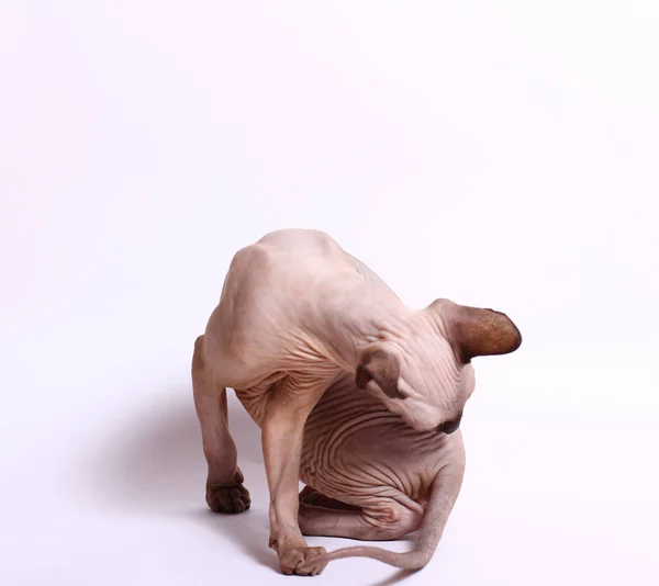 Lustiges Sphinx Kätzchen Spielt Auf Weißem Hintergrund — Stockfoto