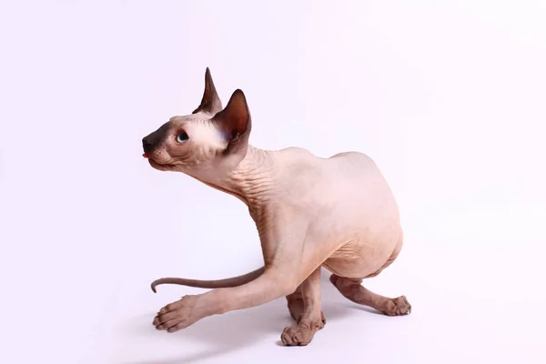 Lustiges Sphinx Kätzchen Spielt Auf Weißem Hintergrund — Stockfoto