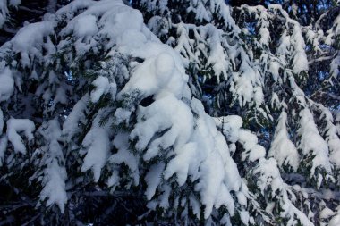 Noel kar ile arka plan. Kapalı kar çam dalları.
