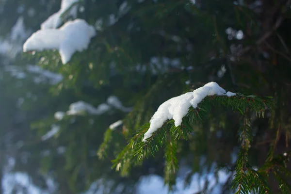 Fond Noël Avec Neige Pin Branches Couvertes Neige — Photo