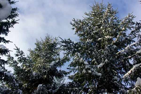 Fond Noël Avec Neige Pin Branches Couvertes Neige — Photo